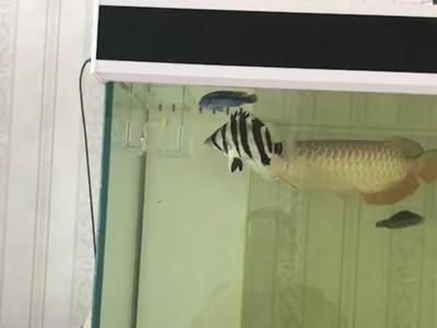 虎魚隔離盒放在什么位置：虎魚隔離盒的放置位置取決于具體需求和魚缸的實際情況