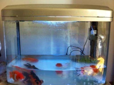 60公分魚缸能養多大的鯉魚：60公分魚缸中養錦鯉需要注意哪些問題及解決方法