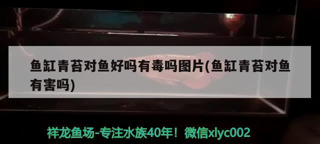 魚缸青苔對魚好嗎有毒嗎圖片(魚缸青苔對魚有害嗎)