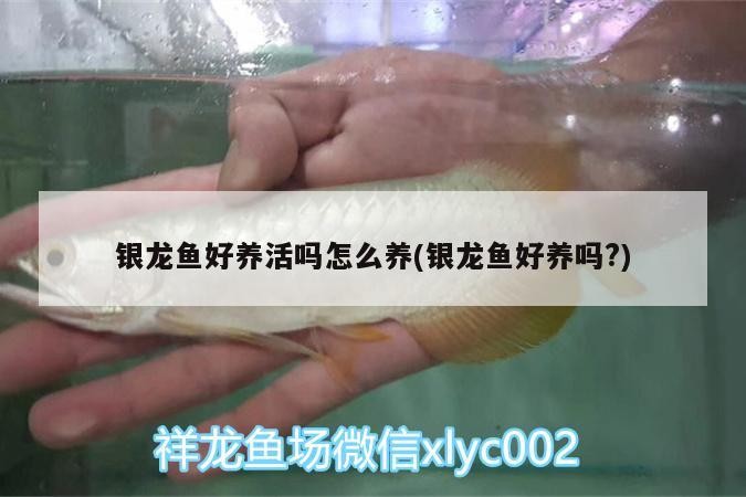 銀龍魚好養活嗎怎么養(銀龍魚好養嗎?)