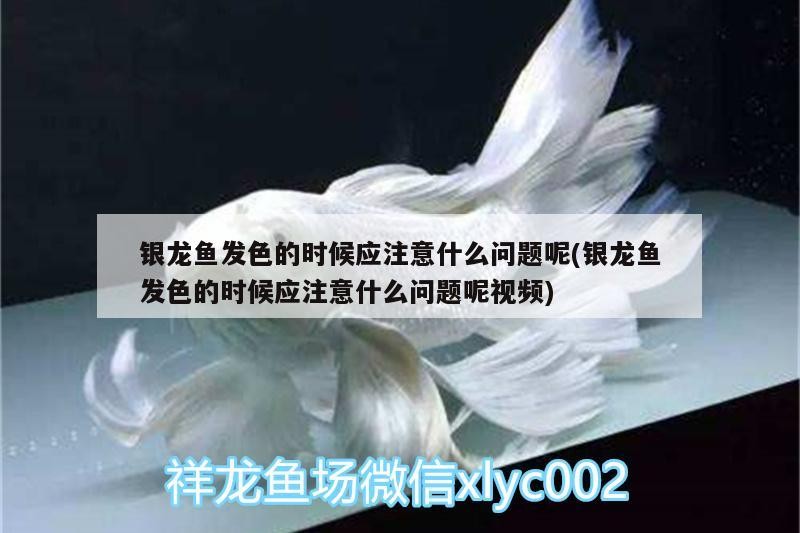 銀龍魚發色的時候應注意什么問題呢(銀龍魚發色的時候應注意什么問題呢視頻)