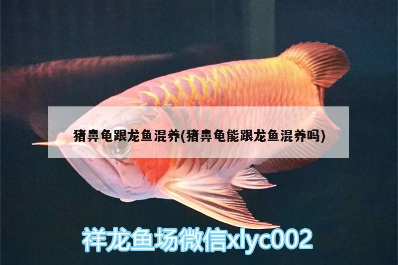 豬鼻龜跟龍魚混養(豬鼻龜能跟龍魚混養嗎) 豬鼻龜跟龍魚混養(豬鼻龜能跟龍魚混養嗎) 豬鼻龜百科