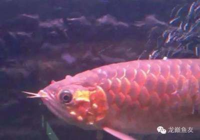 龍魚為什么不吃食vs祥龍魚場：如何判斷龍魚健康