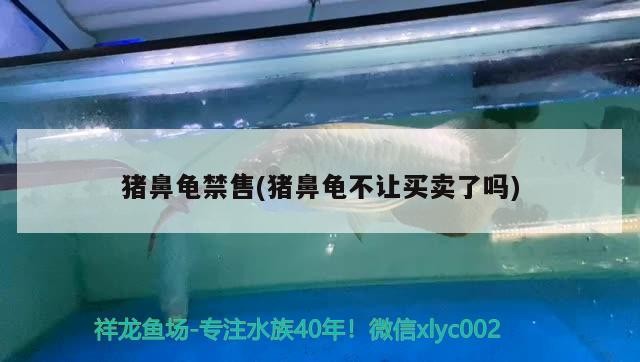 豬鼻龜禁售(豬鼻龜不讓買賣了嗎) 豬鼻龜禁售(豬鼻龜不讓買賣了嗎) 豬鼻龜百科