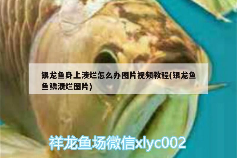 銀龍魚身上潰爛怎么辦圖片視頻教程(銀龍魚魚鱗潰爛圖片) 銀龍魚身上潰爛怎么辦圖片視頻教程(銀龍魚魚鱗潰爛圖片) 銀龍魚百科