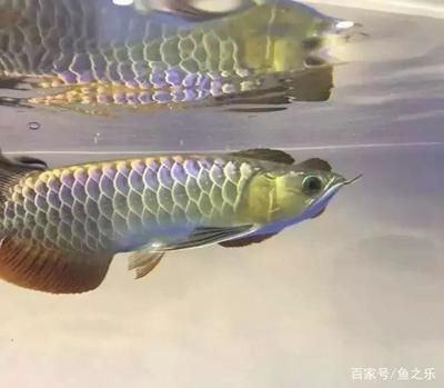 龍虎魟還能加什么魚：龍虎魟混養(yǎng)時需要考慮到魚的品種、習(xí)性和習(xí)性和對水質(zhì)的要求