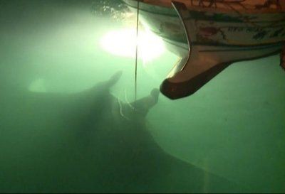 魟魚一直往水面沖是為什么原因：魟魚一直往水面沖是為什么？ 魟魚一直往水面沖是為什么原因：魟魚一直往水面沖是為什么？ 魟魚百科 第1張