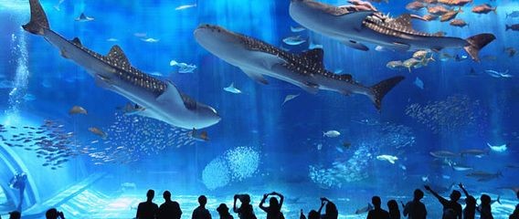 魟魚一直往水面沖是為什么原因：魟魚一直往水面沖是為什么？ 魟魚一直往水面沖是為什么原因：魟魚一直往水面沖是為什么？ 魟魚百科 第3張