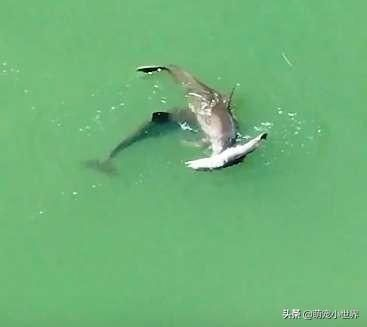 魟魚加鹽死了可以吃嗎：魟魚加鹽死了可以吃嗎[需手動填充]魚加鹽死了可以吃嗎 魟魚加鹽死了可以吃嗎：魟魚加鹽死了可以吃嗎[需手動填充]魚加鹽死了可以吃嗎 魟魚百科 第2張