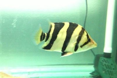 虎魚吃活食變黑怎么回事：虎魚吃活食變黑可能與以下幾個因素有關