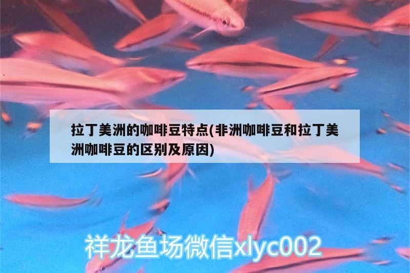 拉丁美洲的咖啡豆特點(非洲咖啡豆和拉丁美洲咖啡豆的區別及原因)