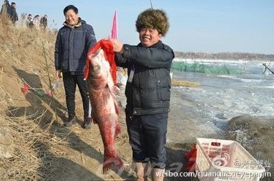 盤錦龍魚vs祥龍魚場（盤錦龍魚與祥龍魚場的具體差異，無法直接比較其具體差異）