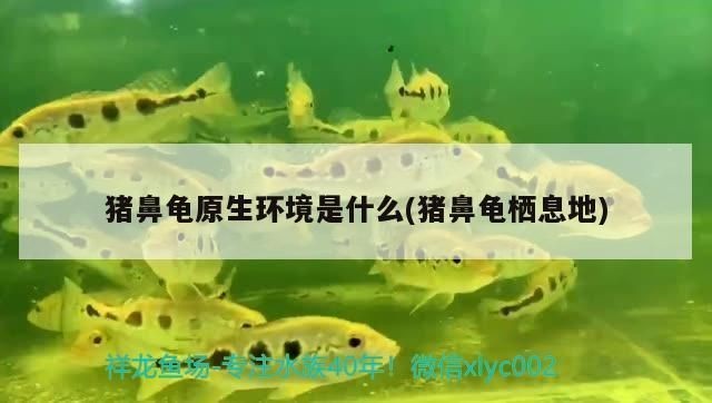豬鼻龜分布：養(yǎng)殖豬鼻龜?shù)淖⒁馐马? title=