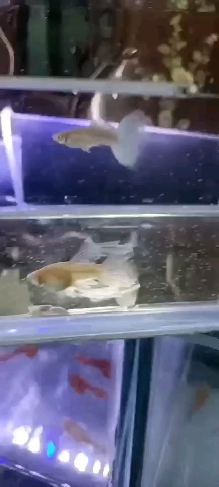 。。。 。。。 龍魚論壇
