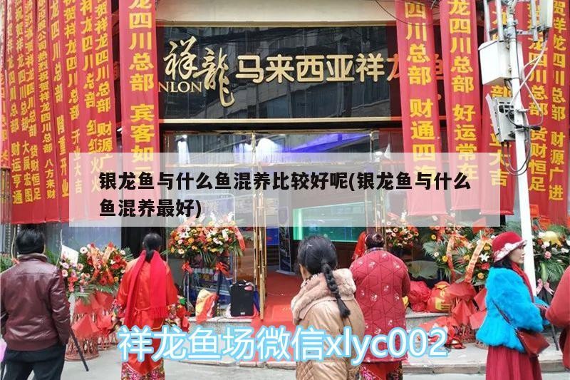 銀龍魚與什么魚混養比較好呢(銀龍魚與什么魚混養最好) 銀龍魚與什么魚混養比較好呢(銀龍魚與什么魚混養最好) 銀龍魚百科