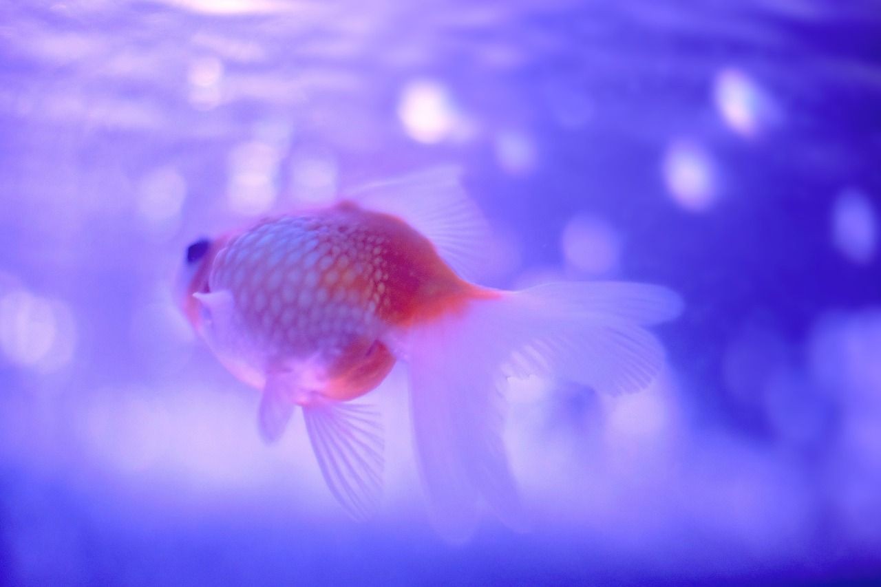 古龍魚圖片大全大圖高清 古龍魚圖片大全大圖高清無水印 古龍魚圖片大全大圖高清 古龍魚圖片大全大圖高清無水印 馬來西亞咖啡
