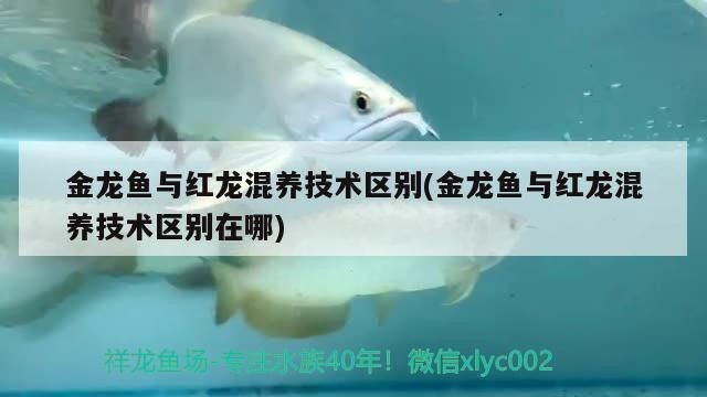 紅龍魚紋身：紅龍魚紋身的寓意