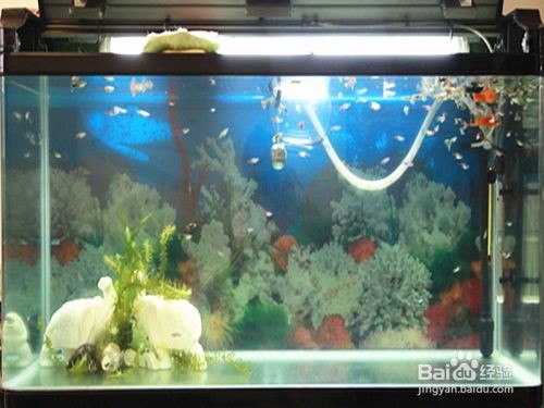 魚缸里面的水泡沫多是怎么了？，如何減少魚缸泡沫？