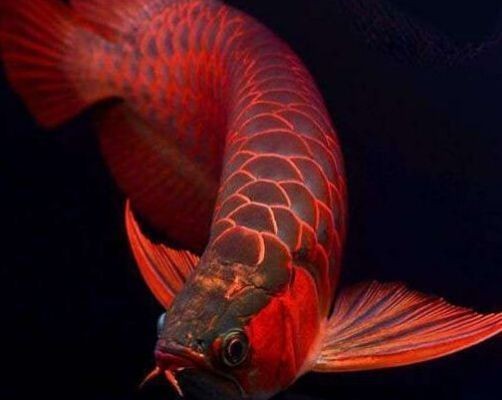 金龍魚在魚缸底部不動vs祥龍魚場:金龍魚在魚缸底部不動可能是由多種原因引起的 vs祥龍魚場 第4張 金龍魚在魚缸底部不動vs祥龍魚場:金龍魚在魚缸底部不動可能是由多種原因引起的 金龍魚在魚缸底部不動vs祥龍魚場:金龍魚在魚缸底部不動可能是由多種原因引起的 vs祥龍魚場 第4張