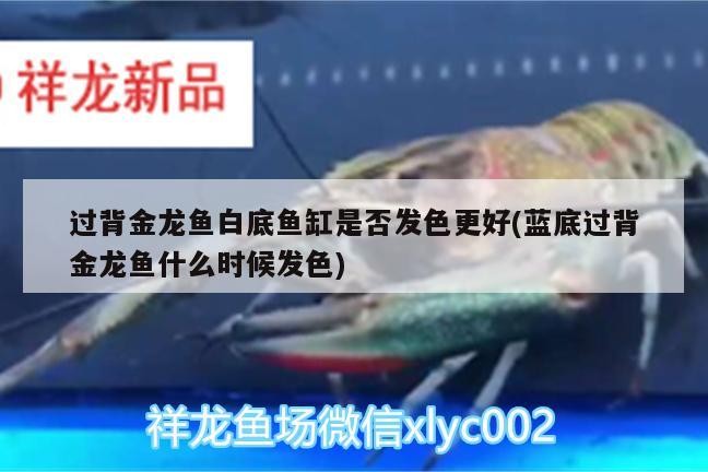 過(guò)背金龍魚(yú)白底魚(yú)缸是否發(fā)色更好(藍(lán)底過(guò)背金龍魚(yú)什么時(shí)候發(fā)色) 過(guò)背金龍魚(yú)白底魚(yú)缸是否發(fā)色更好(藍(lán)底過(guò)背金龍魚(yú)什么時(shí)候發(fā)色) 金龍魚(yú)百科