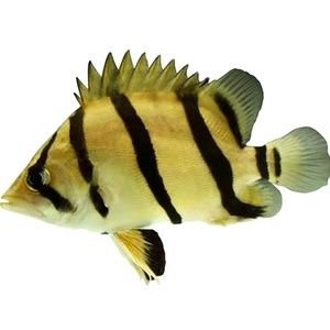 虎魚蘇虎：虎魚蘇虎是一種觀賞魚嗎？