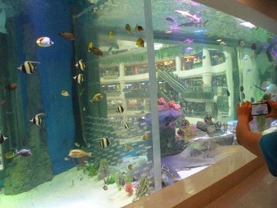 廣州水族館vs祥龍魚場（廣州水族館與祥龍魚場有什么區(qū)別？）