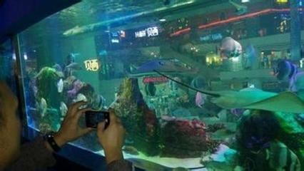 廣州水族館vs祥龍魚場（廣州水族館與祥龍魚場有什么區(qū)別？）