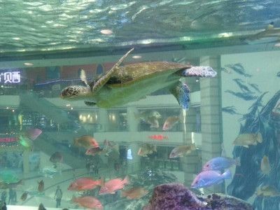 廣州水族館vs祥龍魚場（廣州水族館與祥龍魚場有什么區(qū)別？）
