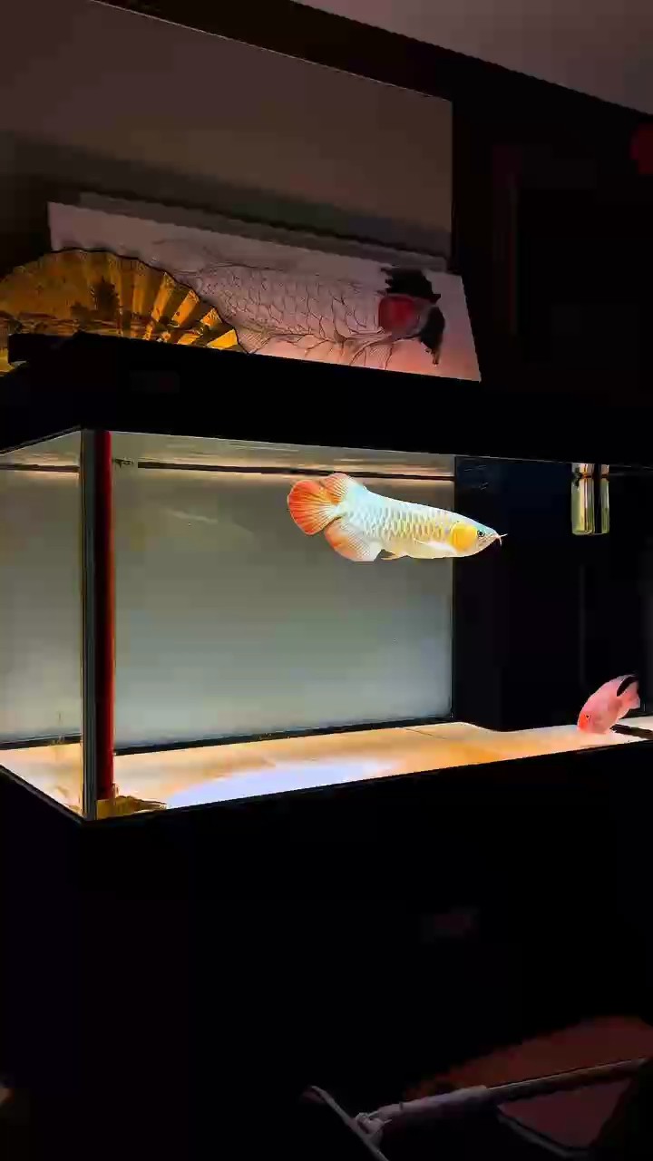哪兩種人能把龍魚養(yǎng)好？？