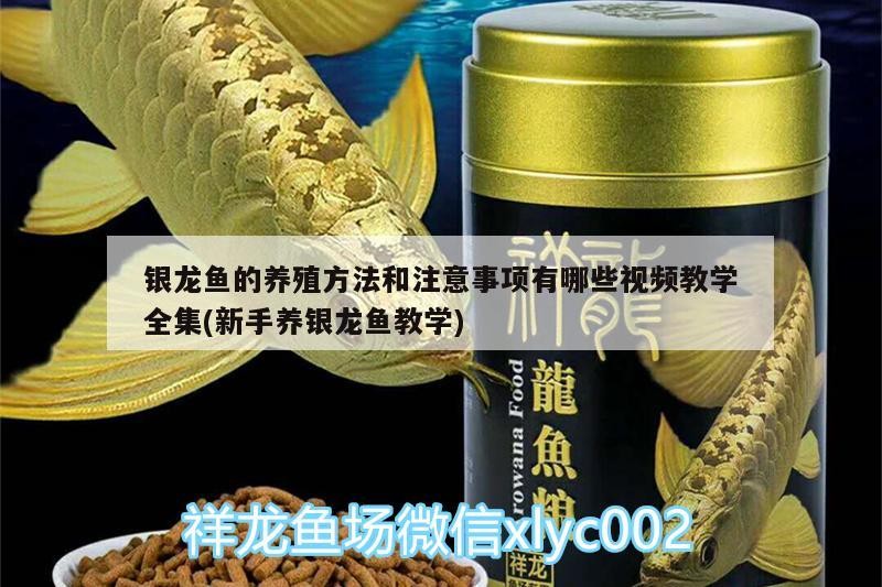 小型魚 銀龍魚的養殖方法和注意事項有哪些視頻教學全集(新手養銀龍魚教學) 銀龍魚百科 銀龍魚的養殖方法和注意事項有哪些視頻教學全集(新手養銀龍魚教學) 銀龍魚的養殖方法和注意事項有哪些視頻教學全集(新手養銀龍魚教學) 銀龍魚百科