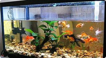 80長40寬50高魚缸養什么魚：80長40寬50高魚缸可以養5cm以下的小型魚40條