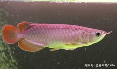 播放紅龍魚長什么樣：紅龍魚與小型魚混養風險,如何挑選優質紅龍魚