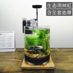 DIY生態魚缸：diydiy生態魚缸的步驟和注意事項