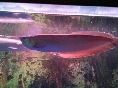 保定龍魚vs祥龍魚場（保定龍魚與祥龍魚場的區(qū)別）