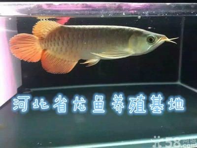 保定龍魚vs祥龍魚場（保定龍魚與祥龍魚場的區(qū)別）