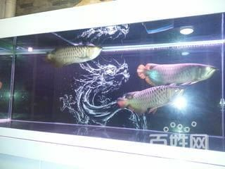 保定龍魚vs祥龍魚場（保定龍魚與祥龍魚場的區(qū)別）