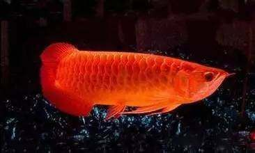 紅龍魚風水擺放位置：紅龍魚擺放位置應根據家庭具體情況和風水學的原則來確定 紅龍魚風水擺放位置：紅龍魚擺放位置應根據家庭具體情況和風水學的原則來確定 紅龍魚百科 第3張