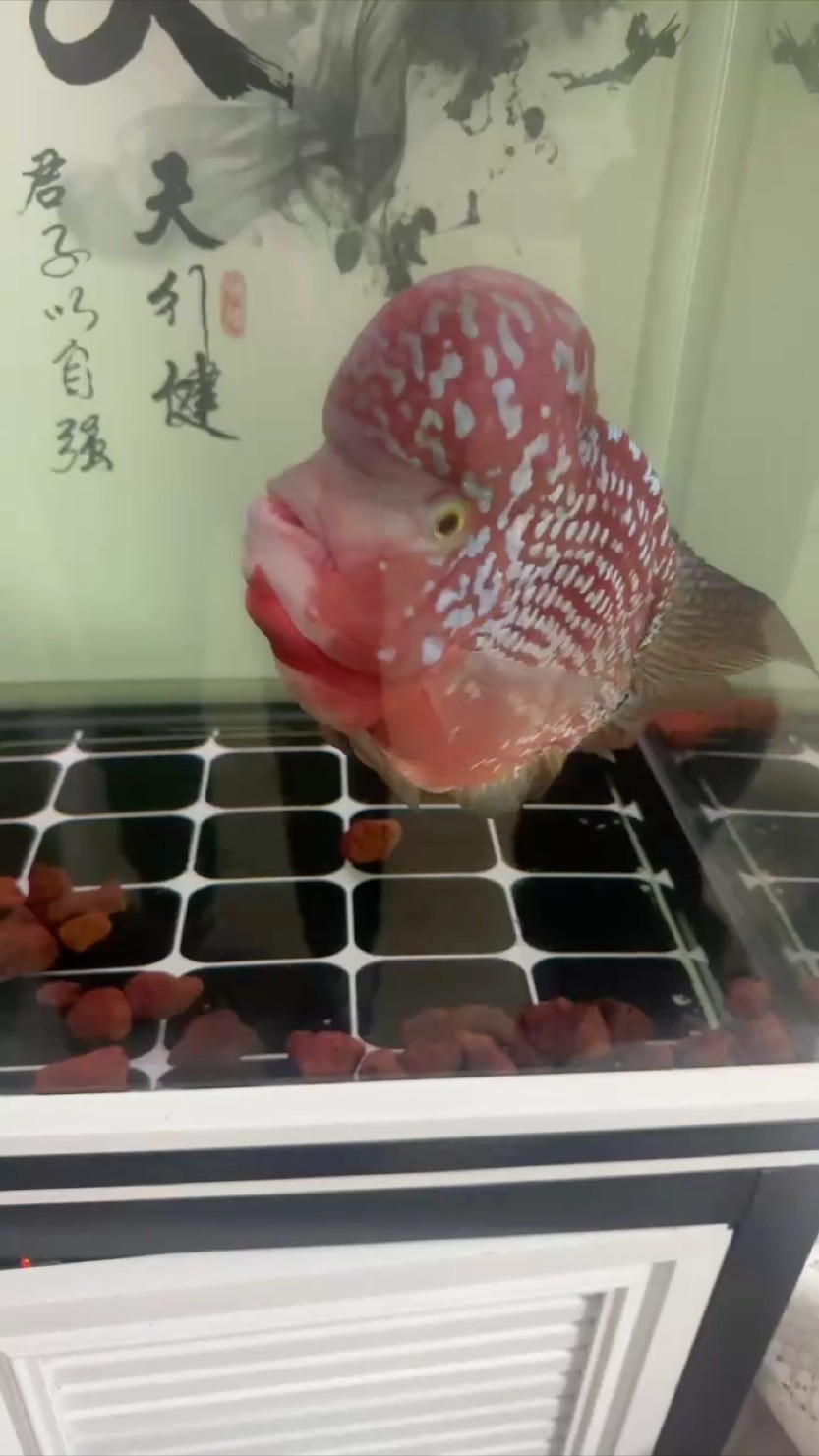 還記得我的小魚嗎？