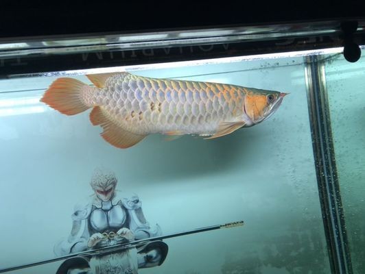 龍魚鱗片被麻藥燒傷怎么恢復vs祥龍魚場：如何有效、安全地處理龍魚鱗片問題