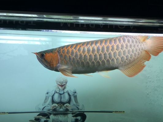龍魚鱗片被麻藥燒傷怎么恢復vs祥龍魚場：如何有效、安全地處理龍魚鱗片問題