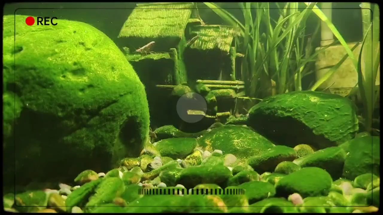 綠樹成蔭