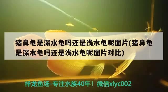 豬鼻龜是深水龜嗎還是淺水龜呢圖片(豬鼻龜是深水龜嗎還是淺水龜呢圖片對比)