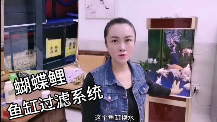 蝴蝶鯉魚缸過濾系統推薦，蝴蝶鯉魚缸過濾器價格對比
