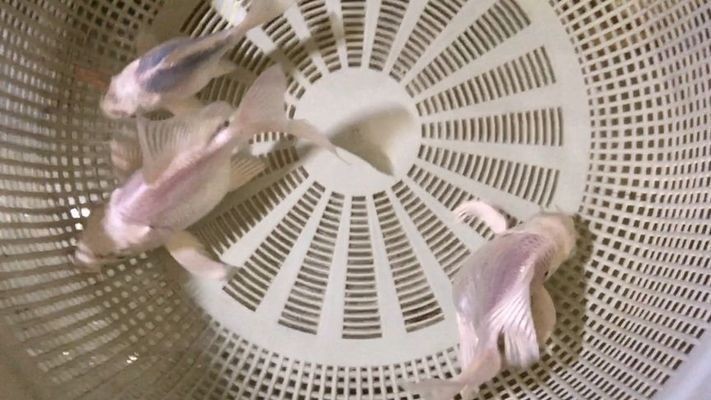 蝴蝶鯉魚缸過濾系統推薦，蝴蝶鯉魚缸過濾器價格對比