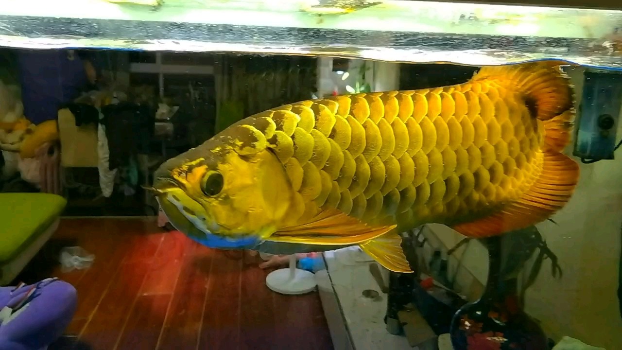 8年203天 8年203天 龍魚論壇