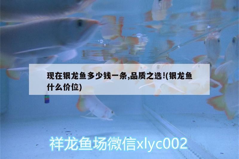 現在銀龍魚多少錢一條,品質之選!(銀龍魚什么價位)