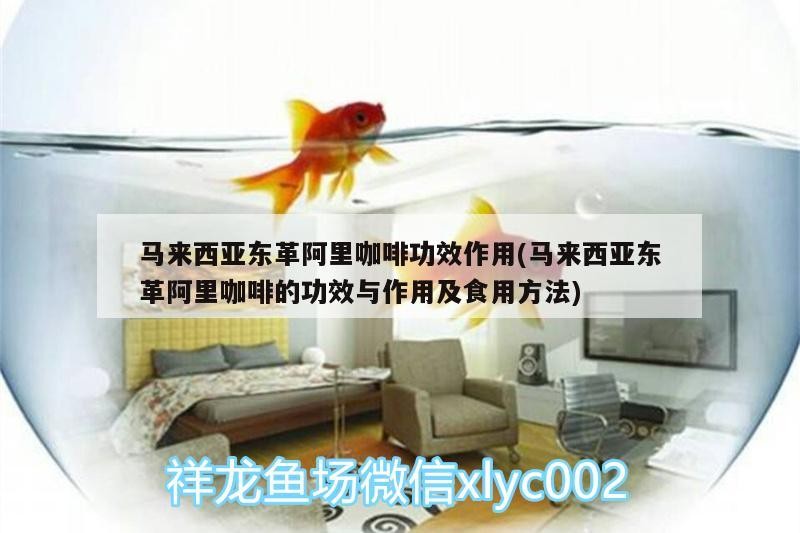 馬來(lái)西亞東革阿里咖啡功效作用(馬來(lái)西亞東革阿里咖啡的功效與作用及食用方法)