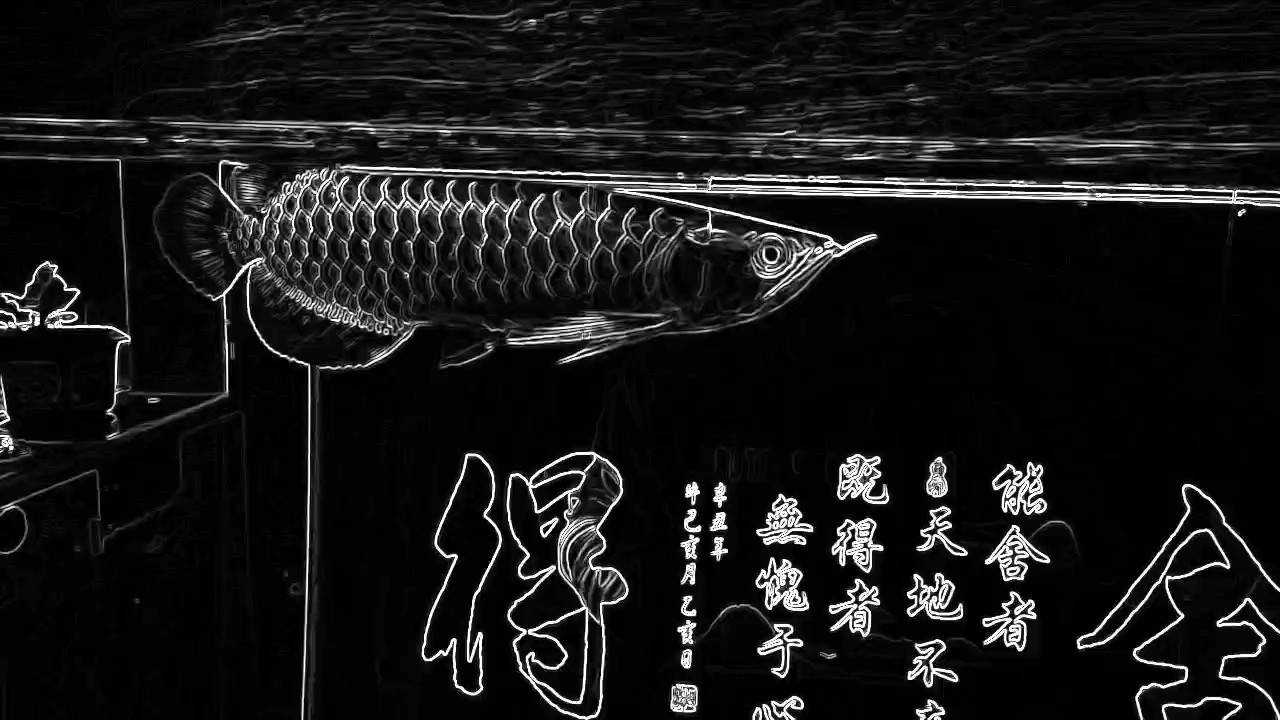 小金龍到家41天