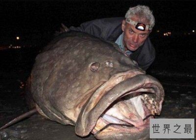 世界上最大的虎魚視頻：世界上最大的虎魚