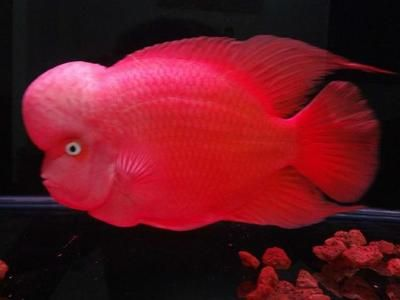 魟魚品相怎么看:如何判斷魟魚品相 魟魚百科 第1張 魟魚品相怎么看:如何判斷魟魚品相 魟魚品相怎么看:如何判斷魟魚品相 魟魚百科 第1張